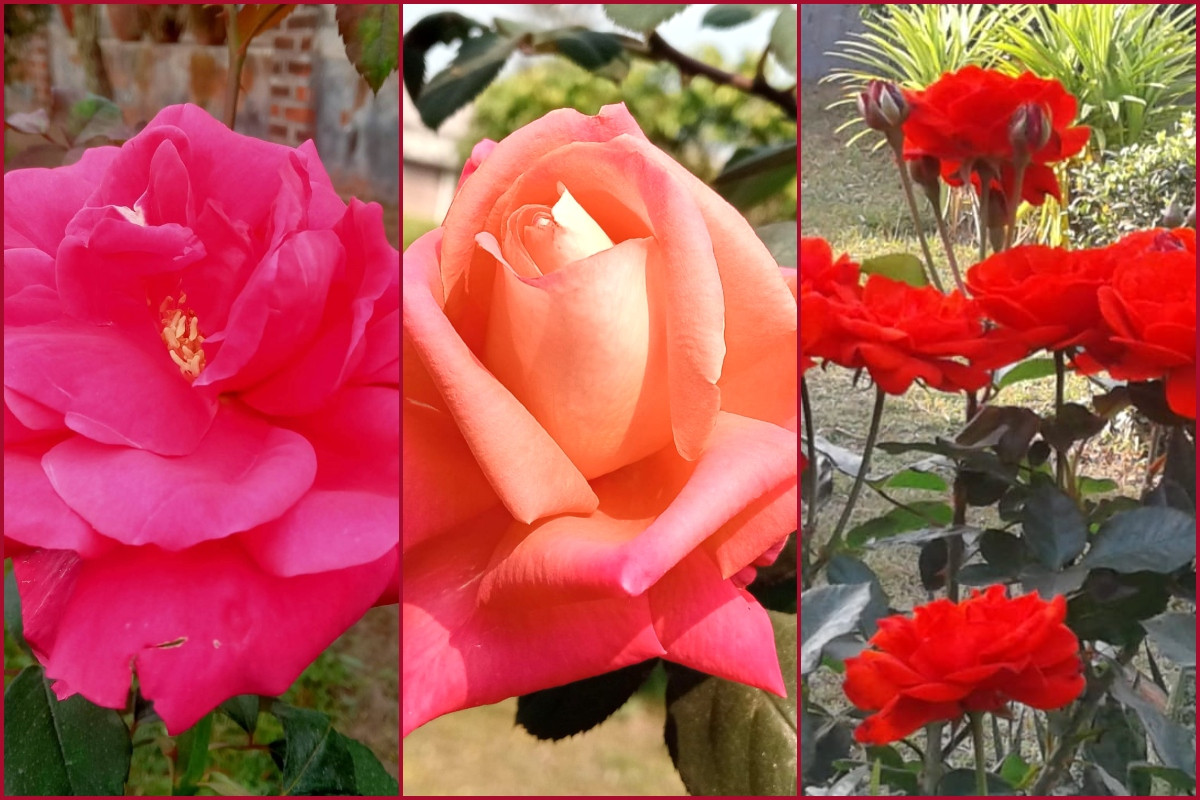 রোকেয়া স্মৃতিকেন্দ্রে মুগ্ধতা ছড়াচ্ছে বিচিত্র গোলাপ