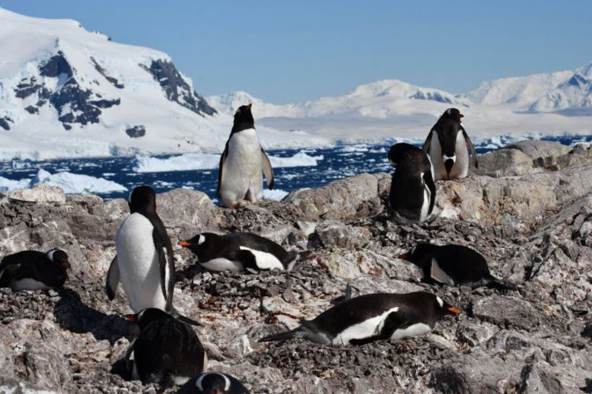 অ্যান্টার্কটিকায় পেঙ্গুইনের প্রজনন ঋতুতে আমূল পরিবর্তন