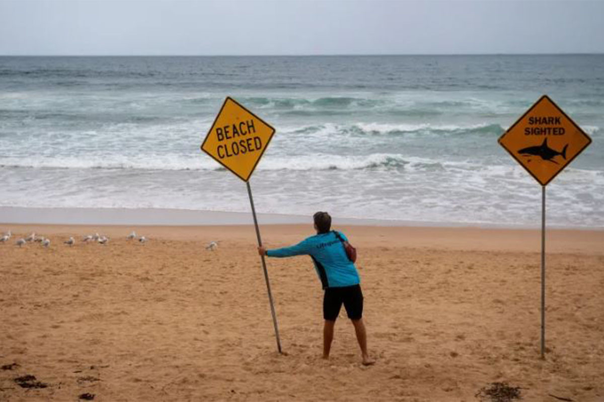 হাঙরের ঘন ঘন আক্রমণ:  সিডনিসহ অস্ট্রেলিয়ার বহু সৈকত বন্ধ