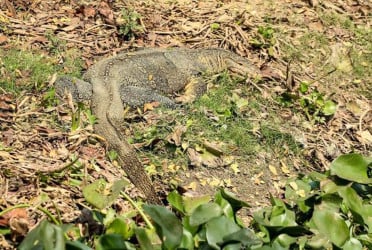 দেড় শতাধিক গুইসাপের নিরাপদ আবাস তীরচর গ্রাম