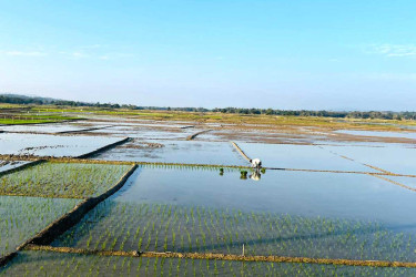 কাপ্তাই হ্রদে জলেভাসা জমিতে চাষাবাদে ব্যস্ত কিষাণ-কিষাণীরা