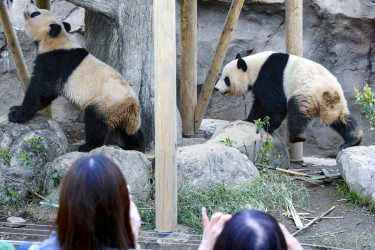 জাপান-চীন উত্তেজনা তুঙ্গে, পান্ডা ফিরিয়ে নিচ্ছে বেইজিং