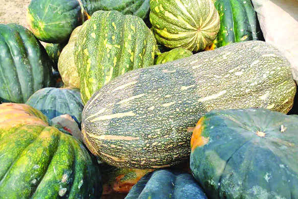 জিআই স্বীকৃতির অপেক্ষায় শ্রীনগরের চৈতালি কুমড়