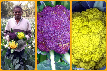 চিরিরবন্দরে রঙিন ফুলকপি চাষে মতিয়ারের বাজিমাত