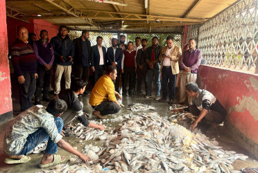 পাচারের সময় জাটকা জব্দ