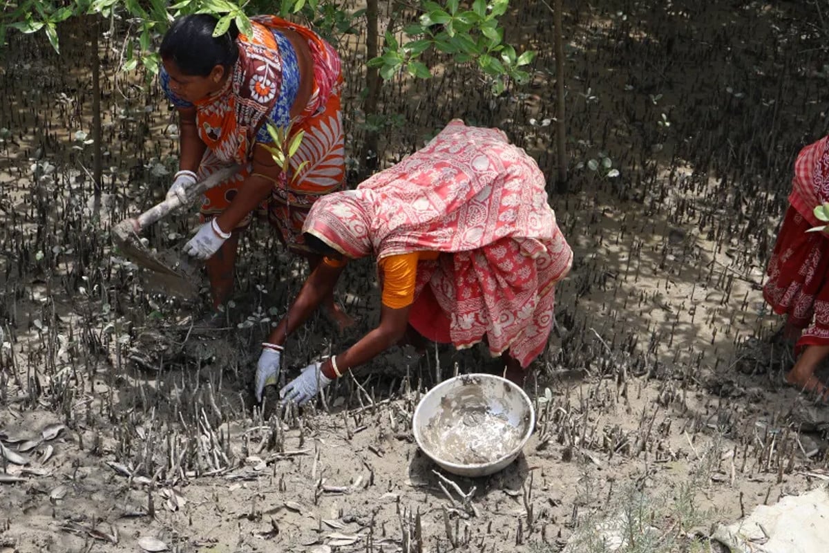 বাঘের থাবায় যারা স্বামীকে হারিয়েছেন, বাঘের আবাসস্থল বাঁচাতে লড়ছেন তারাই
