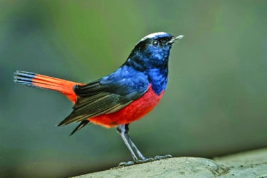 বিরল পরিযায়ী ধলাটুপি লালগির্দি