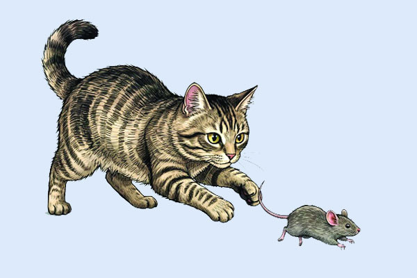 আমার পুষি