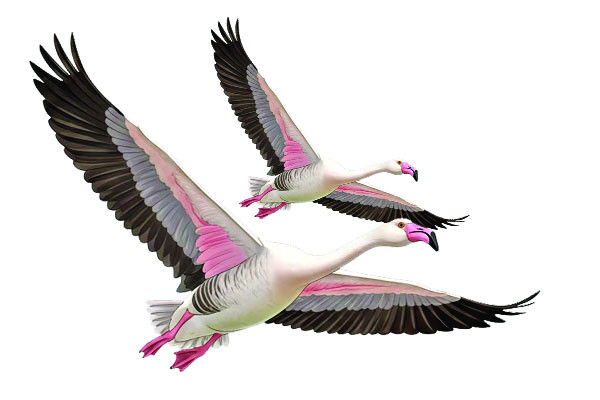 অতিথি পাখি