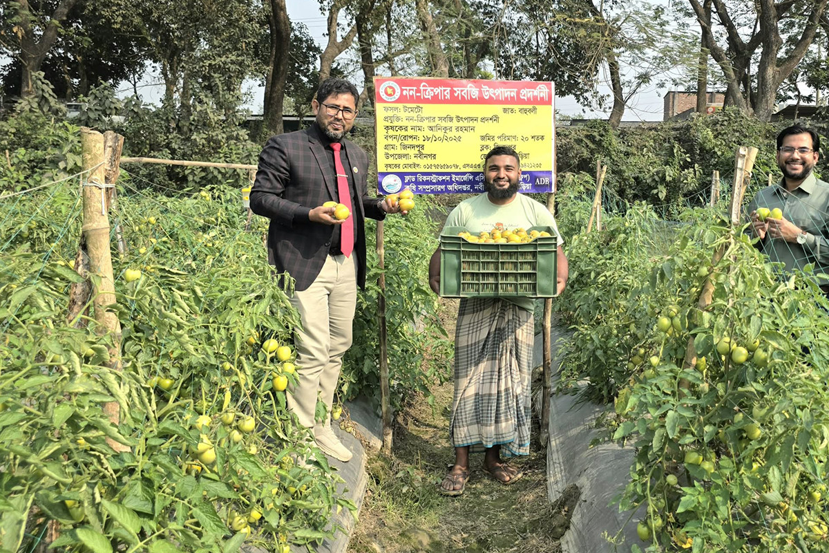 সবজি চাষে বদলে গেছে নবীনগরের ‍কৃষি-মানচিত্র