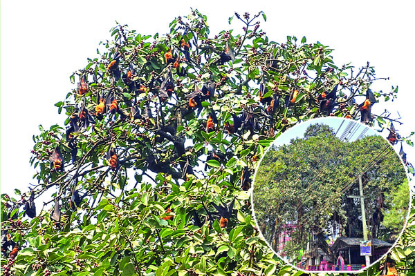 বাদুড়ের নিরাপদ আবাস