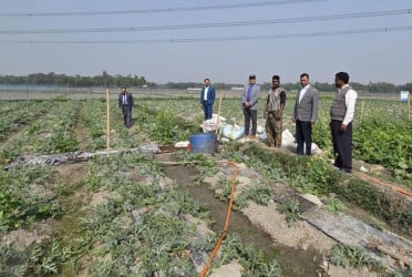 লাকসামে কৃষি বিভাগের চলমান বিভিন্ন কার্যক্রম পরিদর্শন