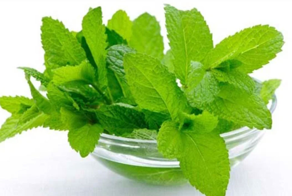 কিডনির পাথর গলে যাবে যে পাতার রসে