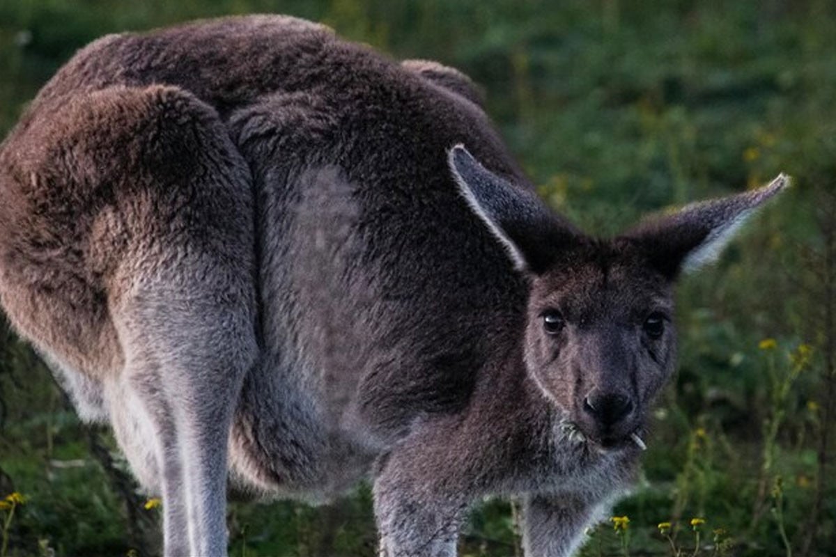 বিশাল দেহের প্রাচীন ক্যাঙ্গারু লাফাতে পারত