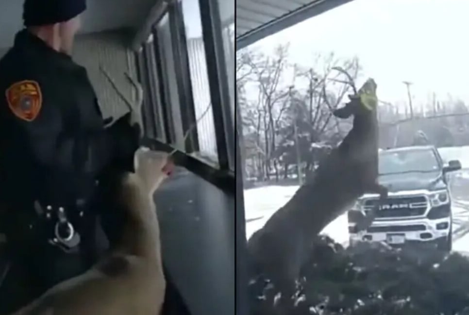 নিউইয়র্কে হরিণের তাণ্ডবে রণক্ষেত্র ব্যাংক