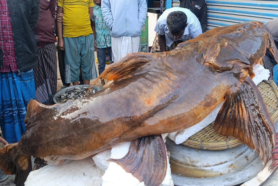 এক বাঘাইড়ের দাম ২ লাখ ৬০ হাজার টাকা