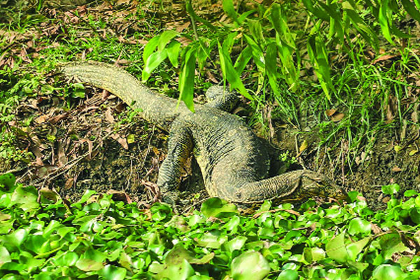 গুইসাপের অভয়ারণ্য তীরচর