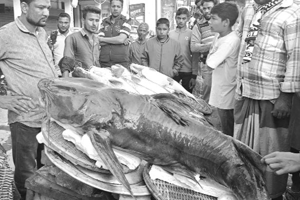 এক বাঘাইড় মাছের দাম ২ লাখ ৬০ হাজার টাকা!