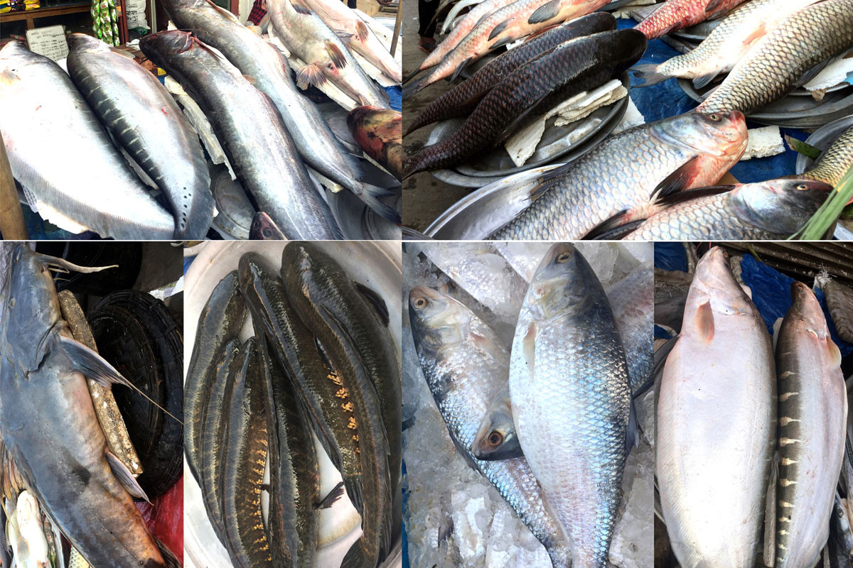 বিশ্বনাথে জমজমাট মাছের মেলা