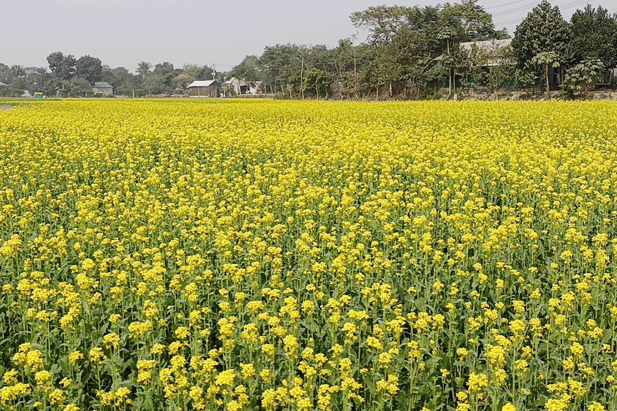 নারায়ণগঞ্জে সরিষার ভালো ফলনের আশা