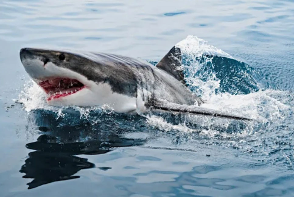 অস্ট্রেলিয়ায় হাঙরের কামড়ে কিশোরের মৃত্যু, হঠাৎ আক্রমণ বেড়েছে যে কারণে?
