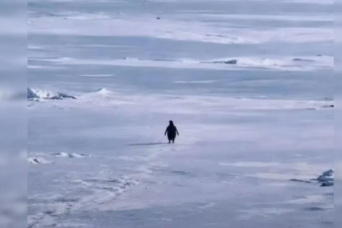 বিশ্বজুড়ে ভাইরাল পেঙ্গুইনের একাকী যাত্রা, আসলে কী ঘটেছিল
