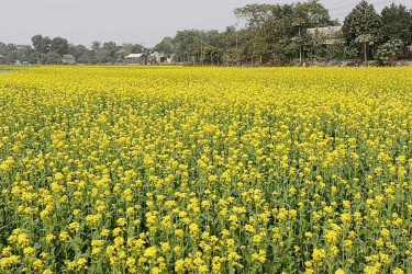 নারায়ণগঞ্জে সরিষার ভালো ফলনের আশা