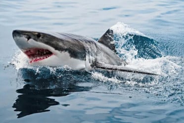 অস্ট্রেলিয়ায় হাঙরের কামড়ে কিশোরের মৃত্যু, হঠাৎ আক্রমণ বেড়েছে যে কারণে?