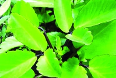 জন্ডিস ও উচ্চ রক্তচাপ নিয়ন্ত্রণে উপকারি যে পাতার রস