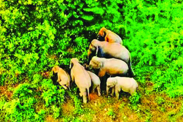 পাহাড়ি হাতির ঘরে নতুন অতিথি