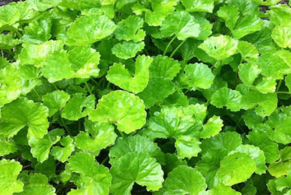 ১০ রোগের উপশম হয় যে পাতা খেলে!