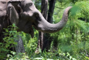 হাতির সংখ্যা নিয়ন্ত্রণে দেওয়া হচ্ছে গর্ভনিরোধক টিকা