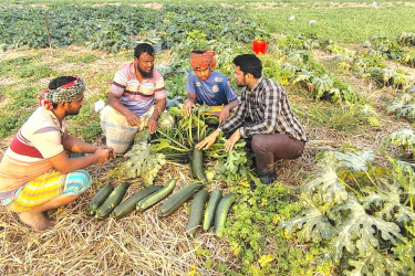 নবীনগরে স্কোয়াশ চাষে সম্ভাবনার হাতছানি