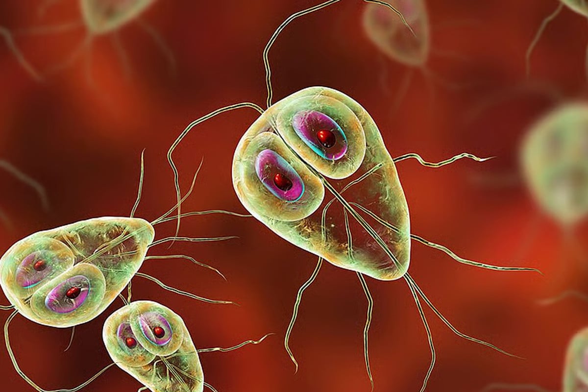 যৌনাঙ্গে আক্রান্তকারী পরজীবী দেশে দেশে ছড়াতে পারে