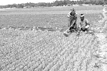 পিঁয়াজ আবাদে ঝুঁকছেন কৃষক