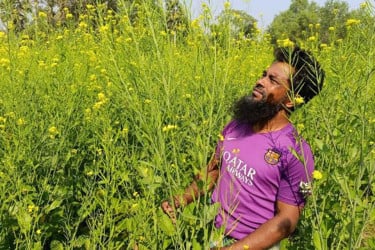 সরিষার প্রতি গাছে ফলন এক কেজি, উচ্চতা ৮ ফুট!