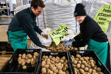 জার্মানিতে বিনামূল্যে আলু বিতরণের হিড়িক