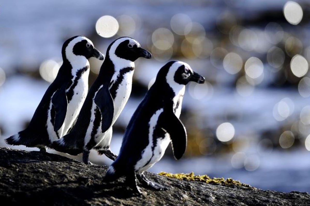 ক্ষুধার জ্বালায় বাচ্চাদের পাথর খাওয়াচ্ছে পেঙ্গুইনরা!