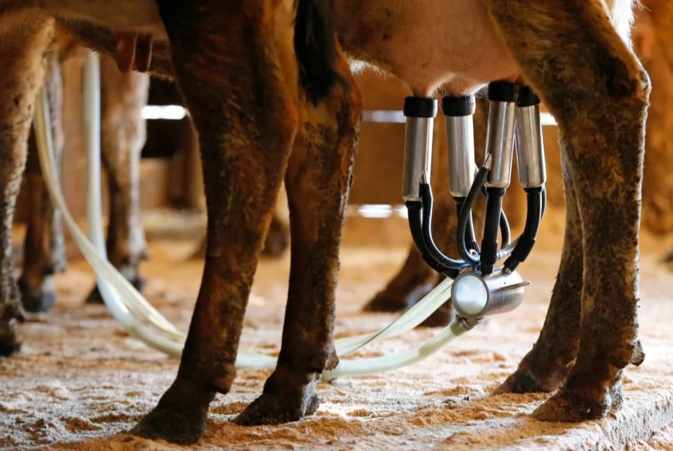 গর্ভাবস্থায় কাঁচা দুধ খেয়েছিলেন মা, তাতেই শিশুর সর্বনাশ!