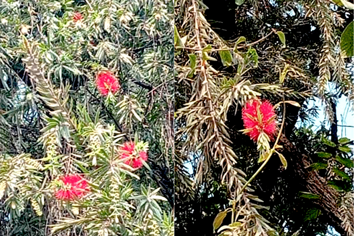 বিচিত্র ফুল বোতলব্রাশের রক্তিম উচ্ছ্বাস