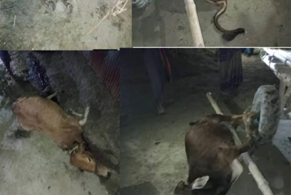 গাইবান্ধায় পাঁচটি গরুর মৃত্যু