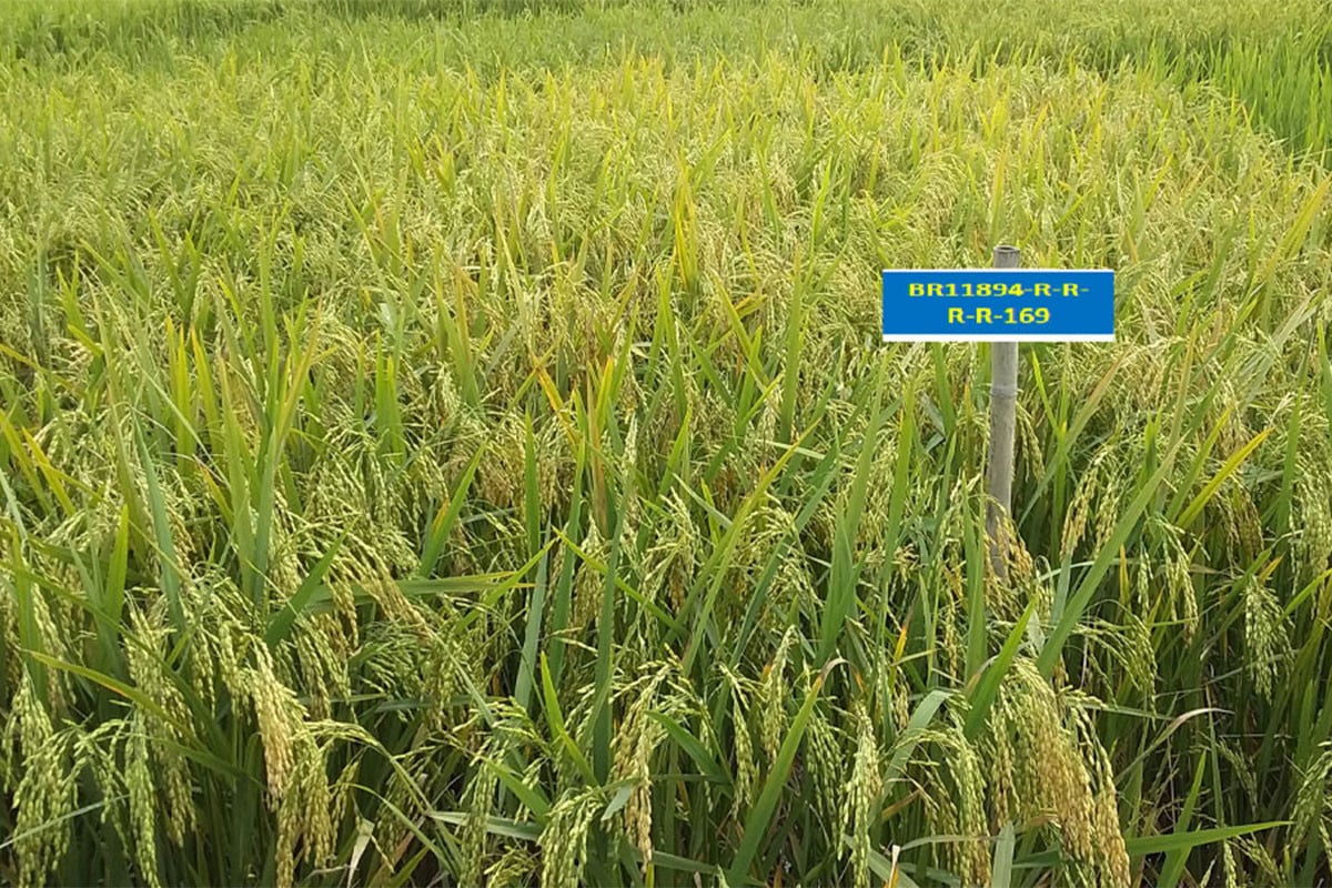 দেশের শস্য ভাণ্ডারে যুক্ত হলো ৬ নতুন ধানের জাত