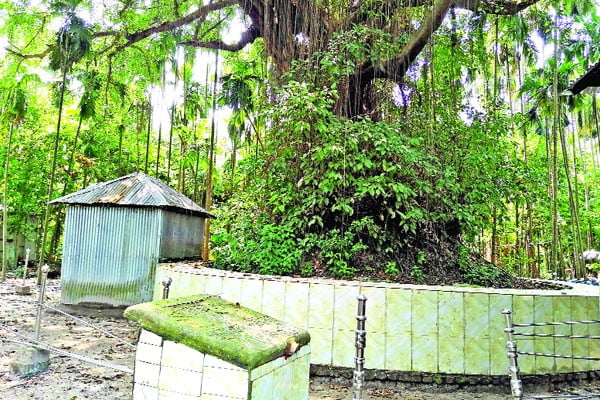 পাঁচ শতকের অচিন বৃক্ষ