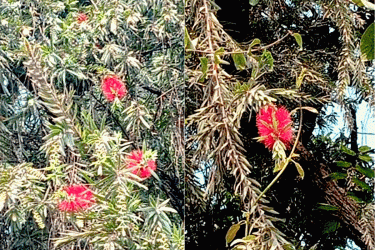 বিচিত্র ফুল বোতলব্রাশের রক্তিম উচ্ছ্বাস
