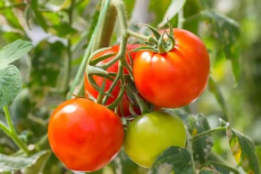 টমেটোর পুষ্টিগুণ