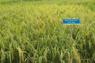 দেশের শস্য ভাণ্ডারে যুক্ত হলো ৬ নতুন ধানের জাত