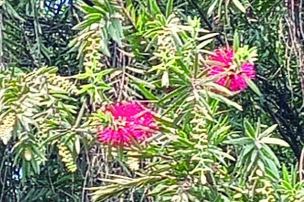 বোতলব্রাশ ফুলের সৌন্দর্যে ব্যাকুল