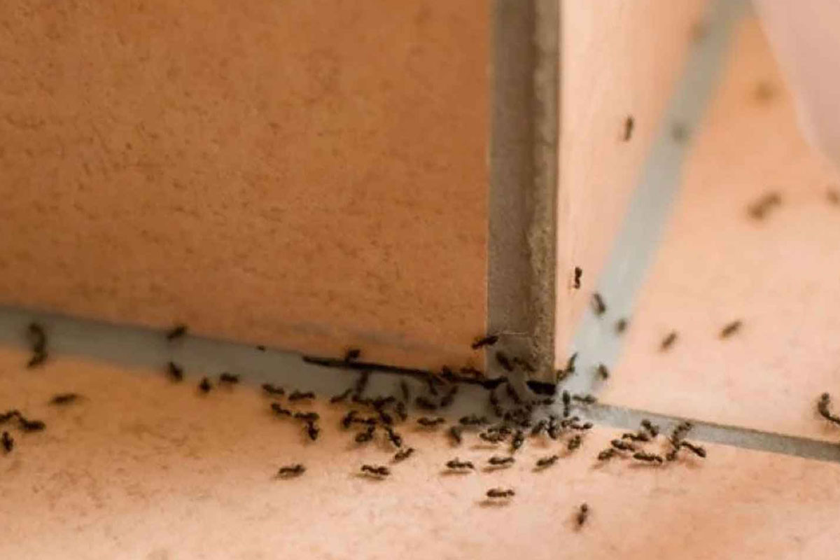 রান্নাঘরে পিঁপড়ার উৎপাত? জেনে নিন কেমিক্যালমুক্ত নিরাপদ প্রতিকার