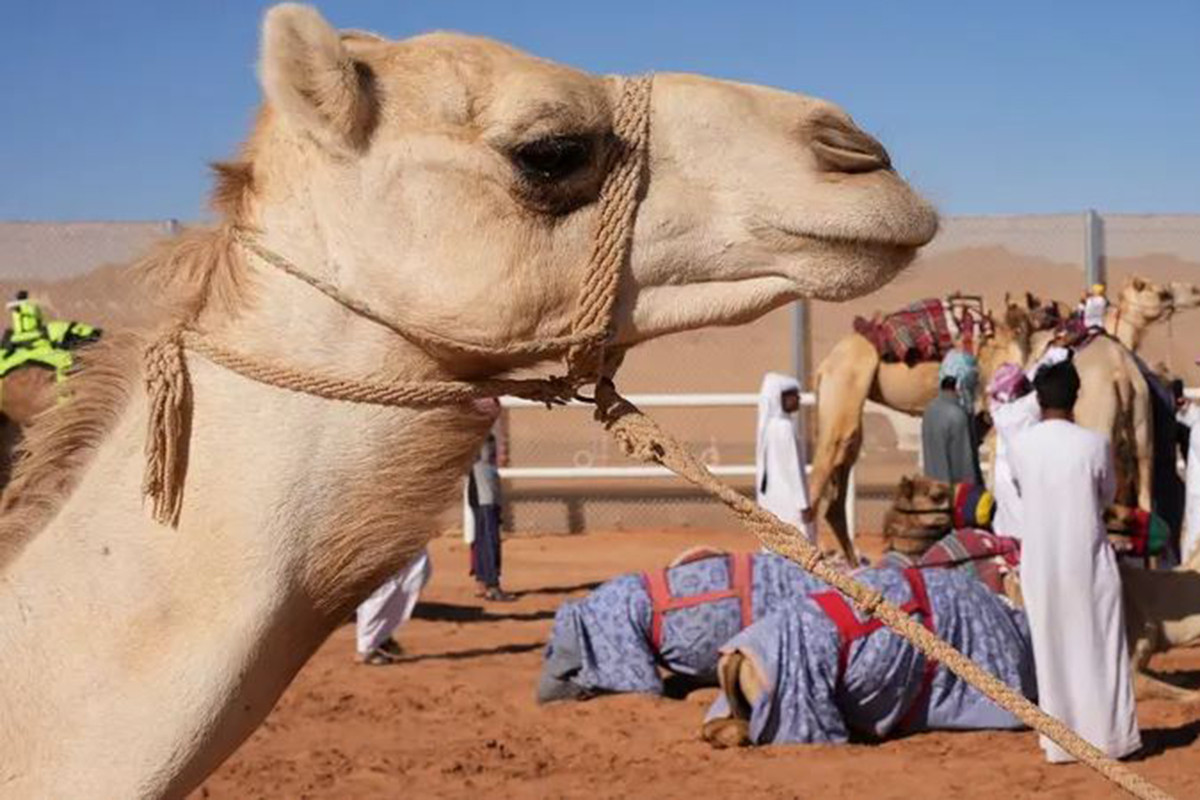 এবার উটের পাসপোর্ট চালু করছে সৌদি আরব!