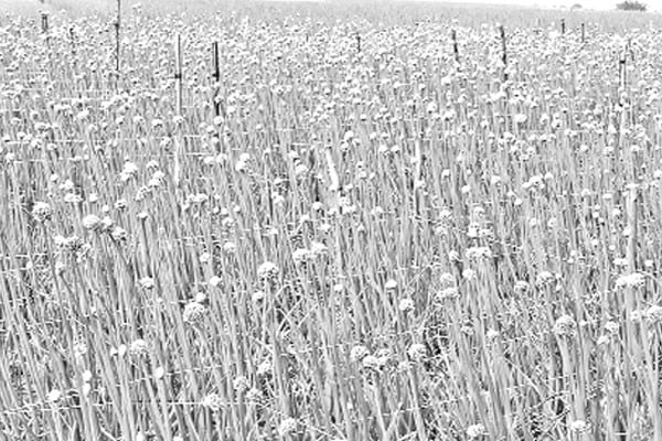 পিঁয়াজ বীজে স্বপ্ন দেখছেন কৃষক